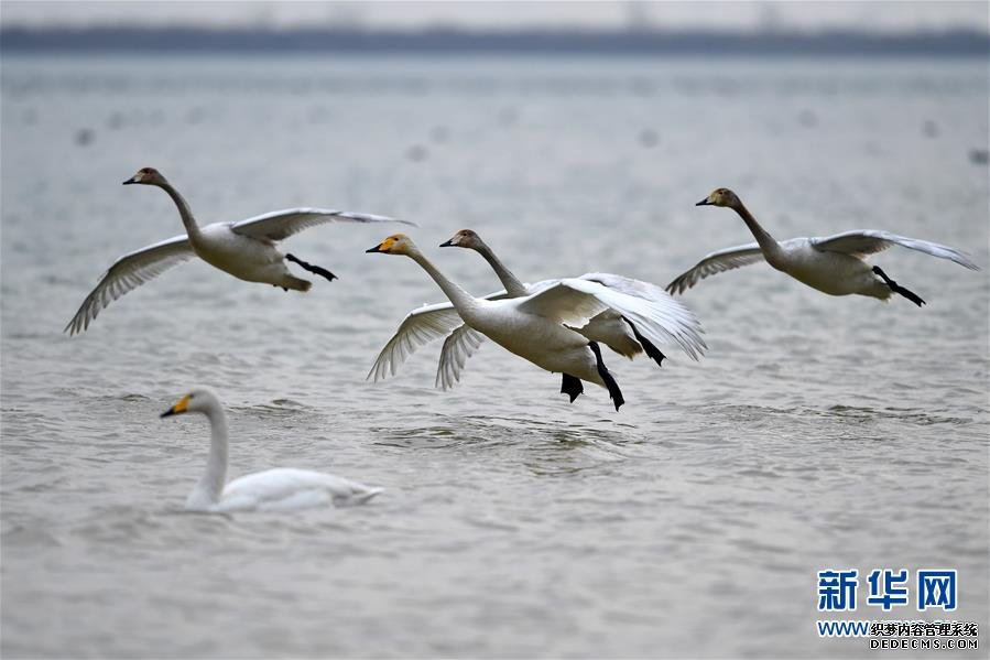 白天鹅“约会”黄河湿地